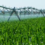 agriculture_in_up_and_bihar
