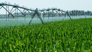 agriculture_in_up_and_bihar
