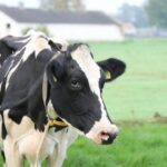 Cattle AI problem