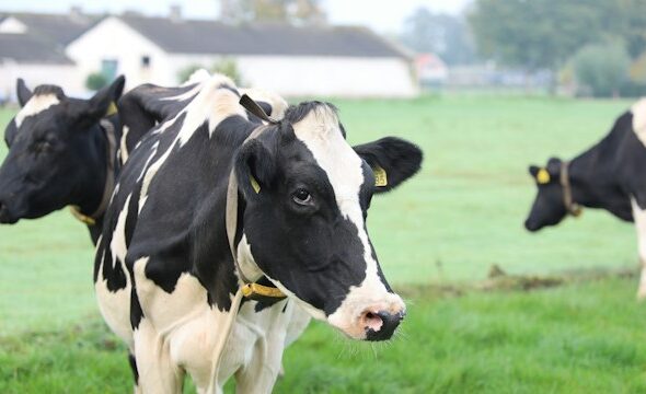 Cattle AI problem