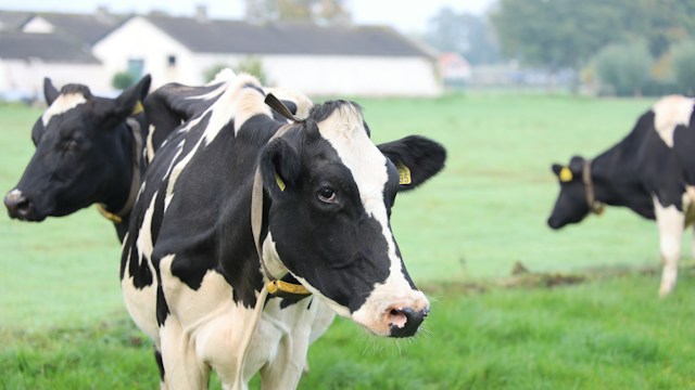 Cattle AI problem